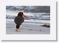 Day3-PM-LasAnimas - 50 * American Oyster Catcher. * American Oyster Catcher.